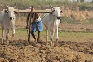 कर्जमाफी के अलावा कृषि की कोई सुध नहीं