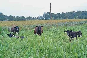 गुरदासपुर : किसानों के खेतों में घुसकर फसलों को खराब कर रहे आवारा पशु