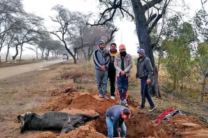 अबोहर : संस्थाओं द्वारा मृत व घायल गायों की निरंतर की जा रही संभाल