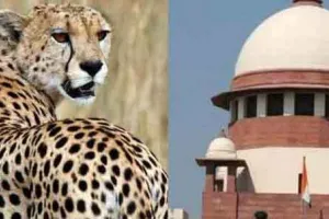 भारतीय अभयारण्यों के लिए अफ्रीकी चीते लाने की सुप्रीम कोर्ट ने दी इजाजत