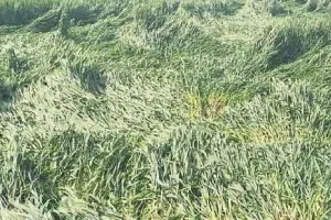 बारिश और ओले से रबी एवं आम की फसल को नुकसान