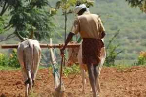 धान , दलहन और मोटे अनाजों के बुआई क्षेत्र में वृद्धि
