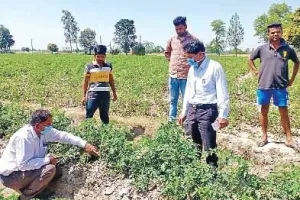 टमाटर की फसल में बीमारी का किया निरीक्षण