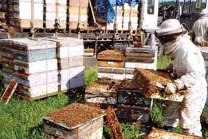 शहद उत्पादन 242 और निर्यात 265 प्रतिशत बढ़ा