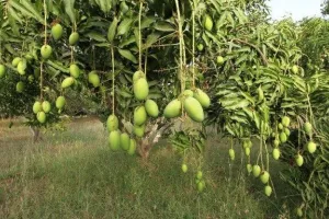 जर्दालू आम की भारी मांग, यातायात के साधनों की कमी से आपूर्ति पर असर