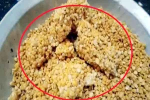 केन्द्र ने हरियाणा में गरीबों के लिए भेजी फंगस लगी दाल