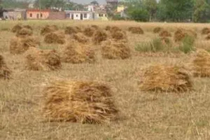 कृषि विशेषज्ञों की किसानों से गेहूं के अवशेष न जलाने की अपील