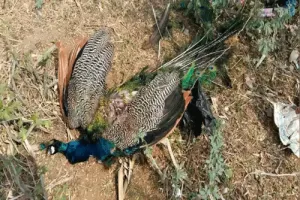 पीएफए ने मोर सहित 119 पक्षियों के शिकार की एफआईआर दर्ज कराई