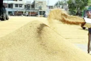 पंजाब और हरियाणा में शनिवार से धान की खरीद शुरू