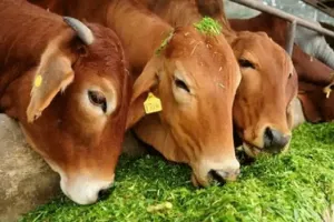 पशु किसान क्रेडिट कार्ड के लिए लगाएं विशेष शिविर’
