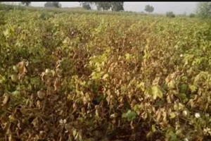 साहब! ऐसे ही फसल बर्बाद होती रही तो मर जाएगा किसान
