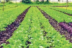 देश में तीस करोड़ टन खाद्यान्न उत्पादन का लक्ष्य
