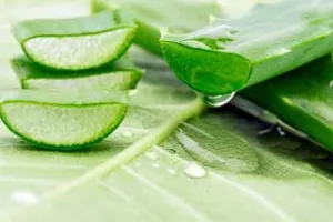 MSG Health Tips : बेहद गुणकारी है एलोवेरा
