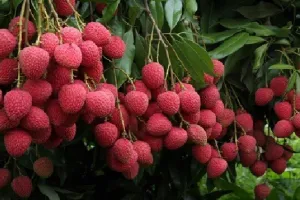लीची रोग प्रतिरोधक, एक व्यक्ति खा सकता है नौ किलो लीची