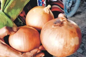 घट सकते है प्याज के दाम