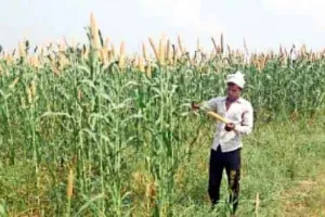 …ऐसे तो एक साल में खरीदा जाएगा बाजरा