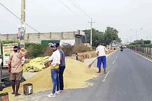 कुरुक्षेत्र: एजेंसियों ने खरीदा 5 लाख 21 हजार 919 एमटी धान
