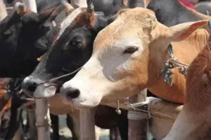 प्रदेश में 16 लाख परिवारों के पास दुधारू पशु : कृषि मंत्री