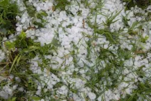 प्रदेश भाजपा की ओलावृष्टि प्रभावित किसानों को मुआवजे की मांग