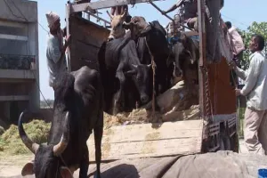 हरियाणा सरकार गो तस्करी के खिलाफ करेगी कार्रवाई