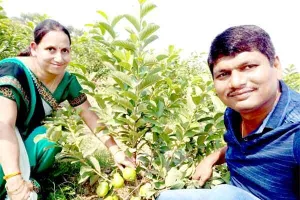 सफल किसान: लक्ष्मी-मनोज खंडेलवाल ने अमरूद की खेती से बनाई पहचान