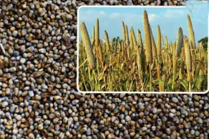 कुपोषण और न्यूमोनिया से बचाएगा बाजरा