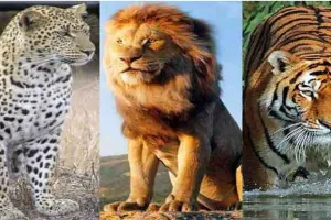वन्य जीवों का सरंक्षण