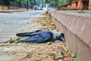 क्या यह केवल बर्ड फ्लू है?