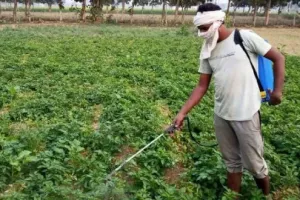 झुलसा रोग से बचाने के लिए आलू की फसल में सिंचाई जरूरी