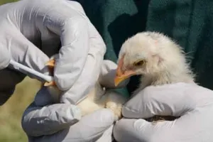 स्वास्थ्य विभाग की ढीली कार्यशैली के कारण लोगों में वर्ड फ्लू का बना डर