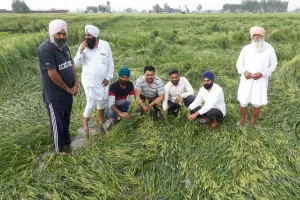 पटियाला में हुई भारी औलावृष्टि, गेहूँ की फसल का हुआ ज्यादा नुकसान