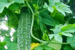 Karela Ke Fayde: डायबिटीज ही नहीं इन बीमारियों का भी काल है करेला