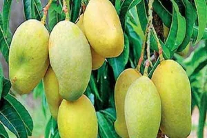 आम को समर्पित राष्ट्रीय संग्रहण होगा तैयार