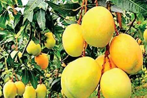 अब सालभर रसीले ‘आम’ देगा पौधा