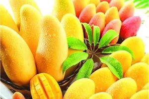 आया अगात आम का सीजन बाजार में उतरा आम