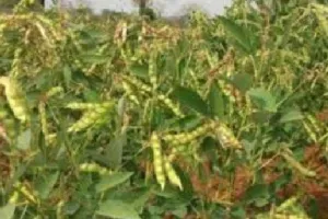 अरहर फसल की खेती