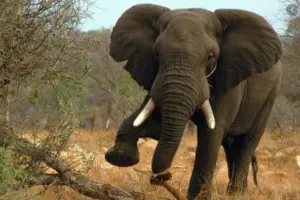 Elephant Train Accident: मालगाड़ी की चपेट में आया हाथी, बचाने के प्रयास नाकाफी, मौत