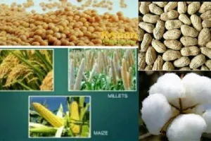 मॉनसून की बारिश से खरीफ फसलों को होगा फायदा, किसान होंगे मालामाल
