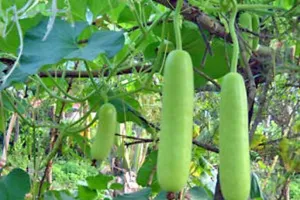 गर्मियों में किसान भाई ‘बोटल गार्ड’ की करें उन्नत खेती