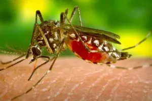 World Mosquito Day 2026: मानसून में बुख़ार के मामले बढ़ने के बीच ‘मुख्यमंत्री सेहत योजना’ पंजाब के मरीज़ों को कैशलेस इलाज उपलब्ध करवाने में मददगार