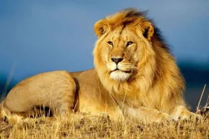 शेर दिवस: एशियाई शेरों की संख्या बढ़ने से पीएम मोदी हुए गदगद