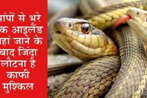 अजब-गजब: जानें, आयरलैंड में सांप क्यों नहीं पाए जाते, क्या है इसके पीछे वजह