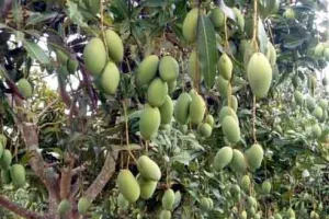 आम के बगीचे में पैक्लोबूत्राजोल का अति प्रयोग से पेड़ सूखने लगे