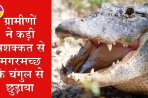 मगरमच्छ ने एक व्यक्ति का पैर चबाया, जानें, फिर क्या हुआ…