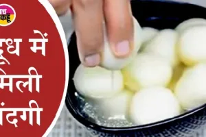 त्योहारी मौसम में रहे सावधान! फैक्ट्री में 500 किलो रसगुल्ले में मिली चींटियां और मक्खियां