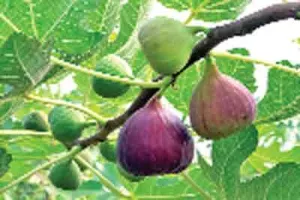 अंजीर की उन्नत खेती करके किसान भाई बनें मालामाल