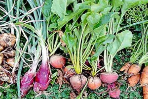 विटामिनों से भरपूर शलगम की खेती करें किसान