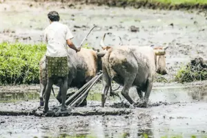 बिल वापसी कृषि समस्याओं का हल नहीं