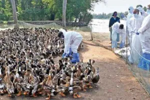 बर्ड फ्लू: केरल के दो जिलों में एच5एन1 वायरस की पुष्टि होने पर हजारों बत्तखों को मारा