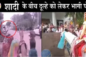 अजब-गजब: घोड़ी पर सवार दूल्हे के पास फोड़ दिया पटाखा, फिर घोड़ी दुल्हे को लेकर हो गई फरार